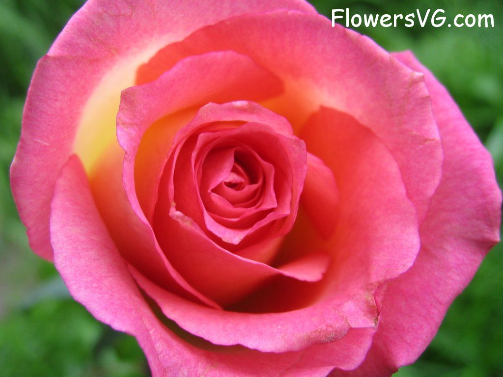 rose_pink_yellow_bloomed photo