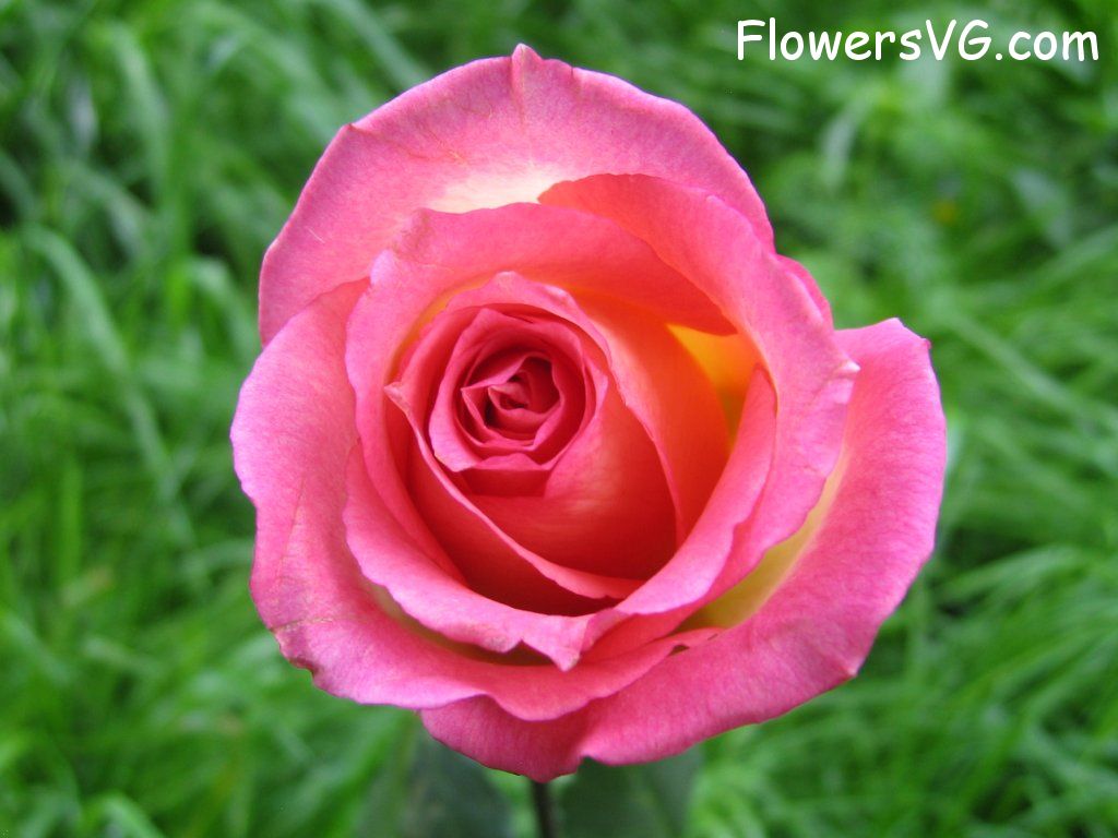 rose_pink_yellow_garden photo