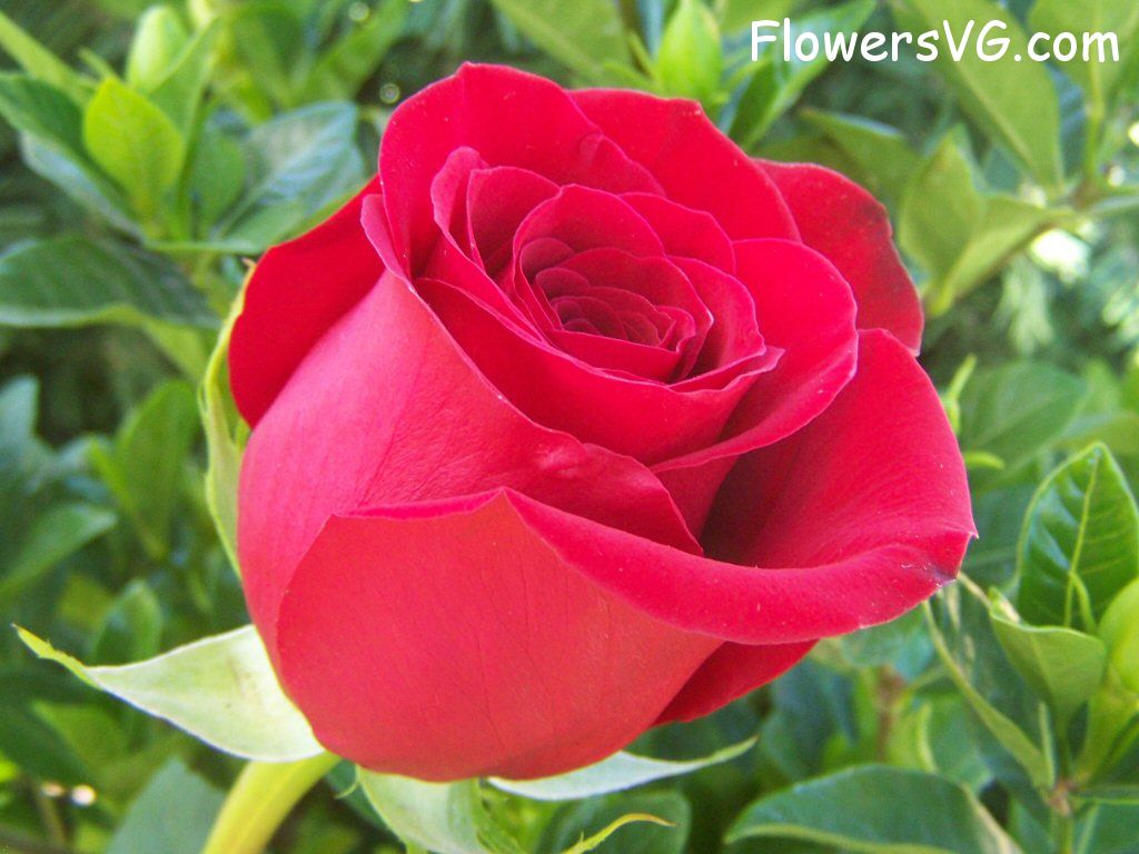 rose_red_beautiful_flower photo