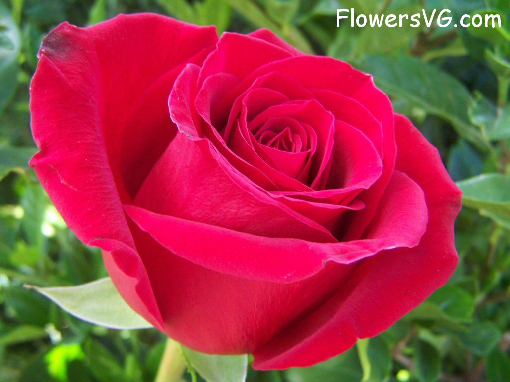 rose_red_beautiful_flower_big photo