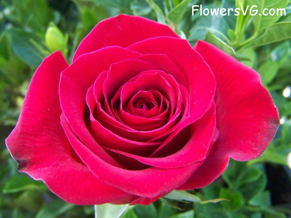 rose_red_beautiful_flower_bloom photo
