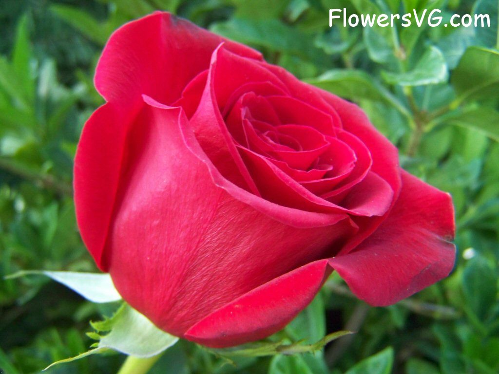 rose_red_beautiful_flower_bloomed photo