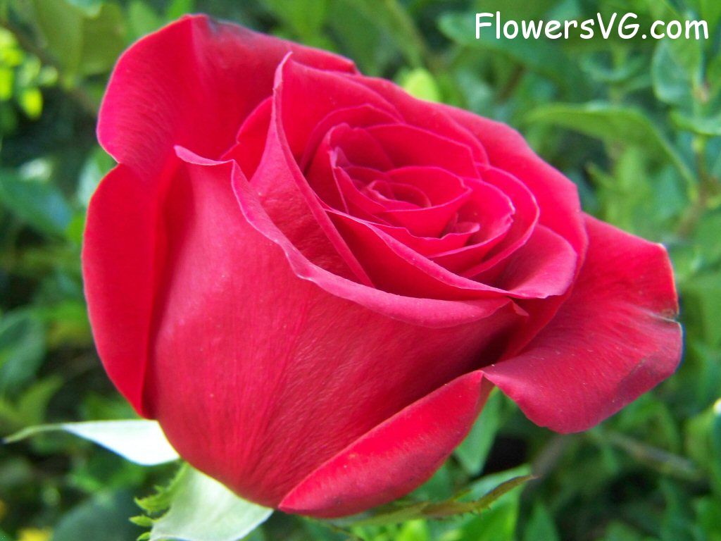 rose_red_beautiful_flower_bloomed_big photo