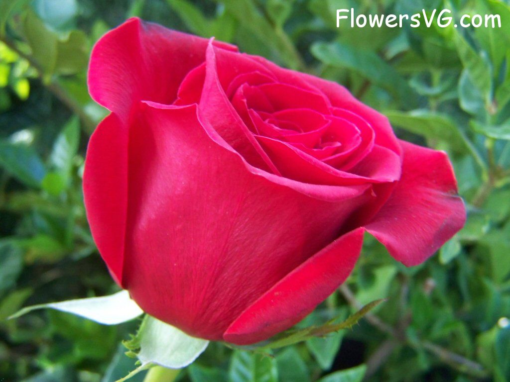 rose_red_beautiful_flower_bloomed_photo photo