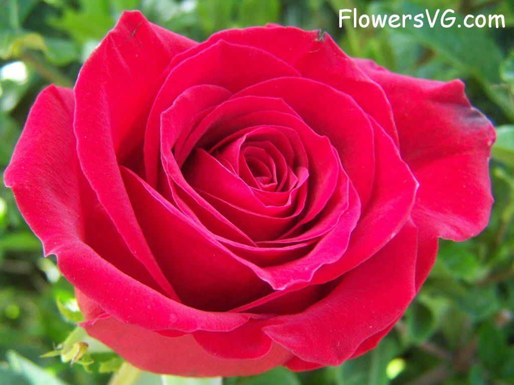 rose_red_beautiful_flower_large photo