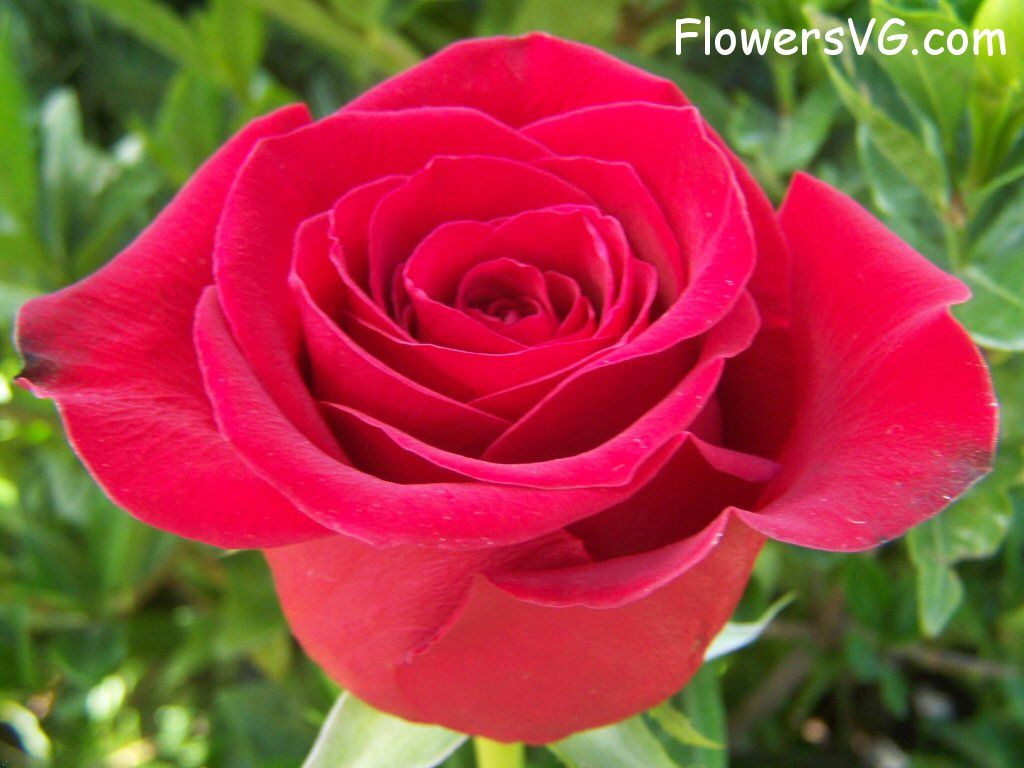 rose_red_beautiful_flower_petals photo