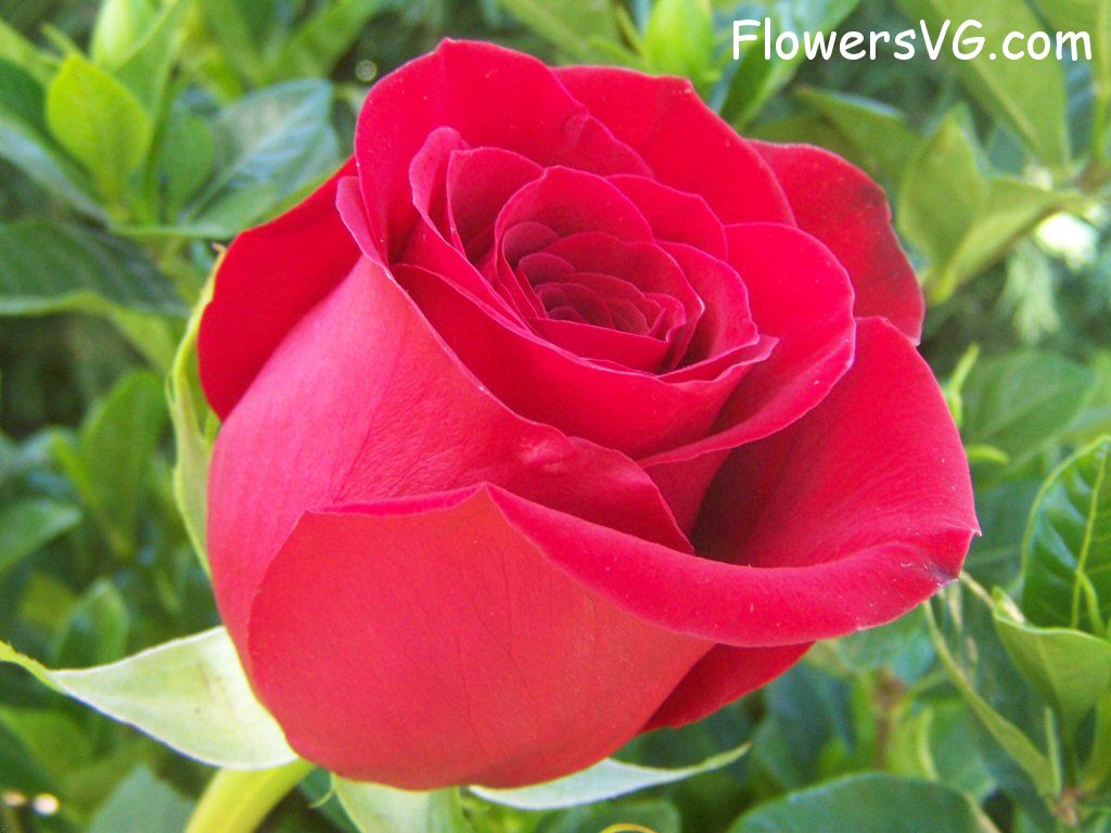 rose_red_beautiful_garden photo