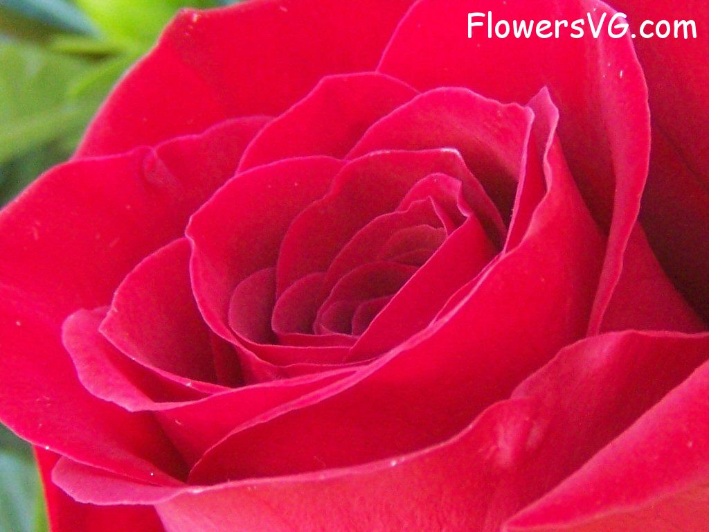 rose_red_beautiful_garden_bloom photo