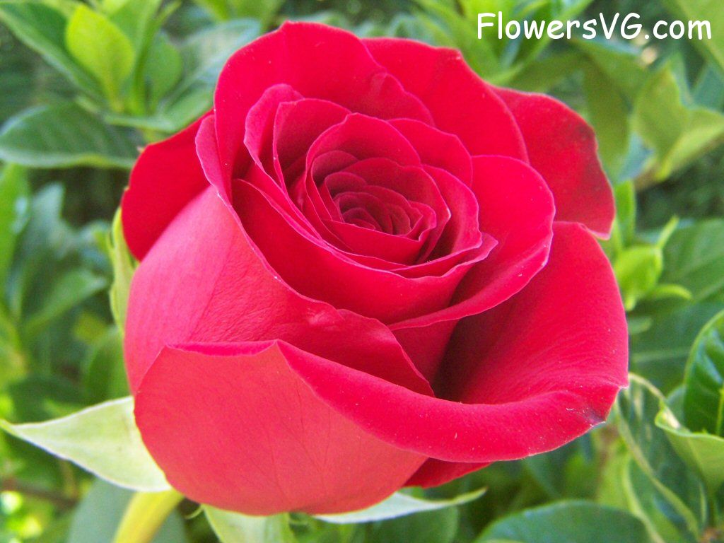 rose_red_beautiful_garden_bloomed photo