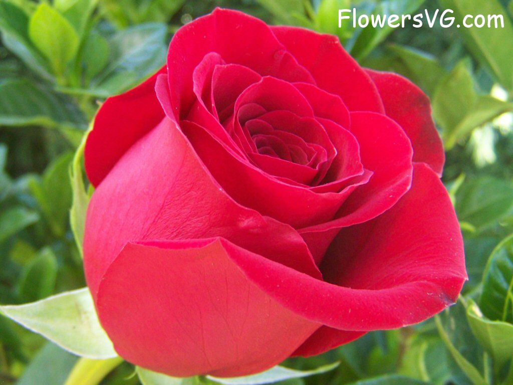 rose_red_beautiful_garden_flower photo