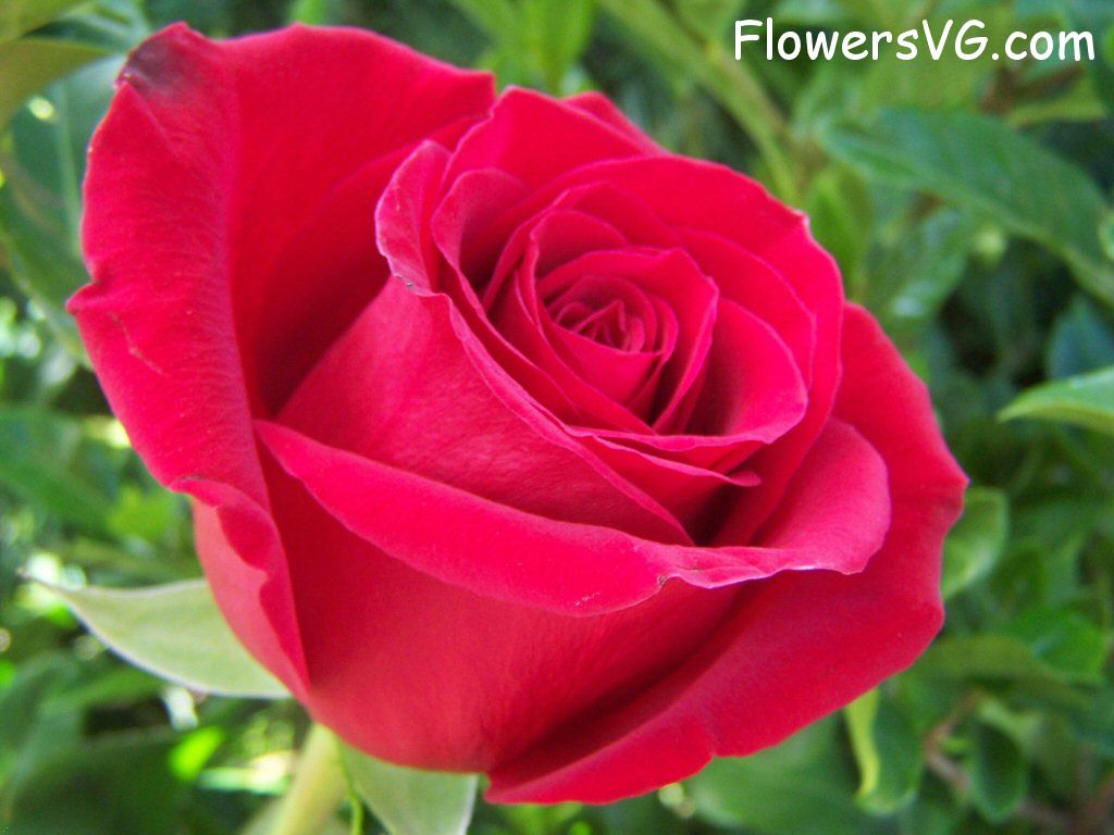 rose_red_beautiful_garden_flower_big photo