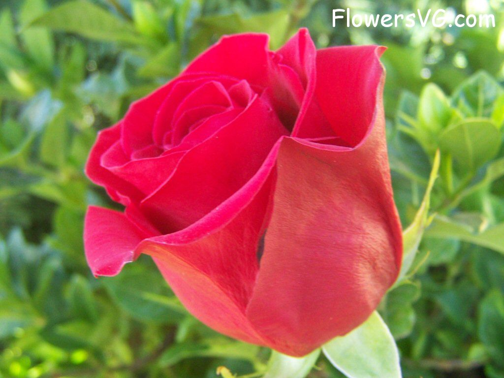 rose_red_big_garden_flower photo