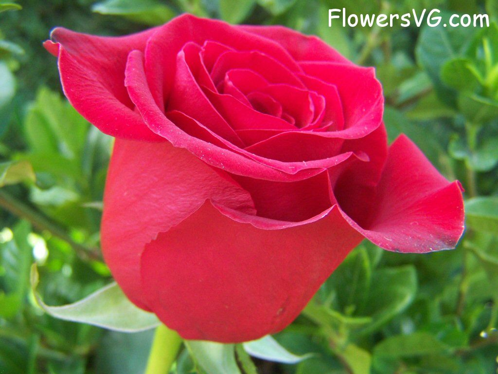 rose_red_flower_beautiful photo