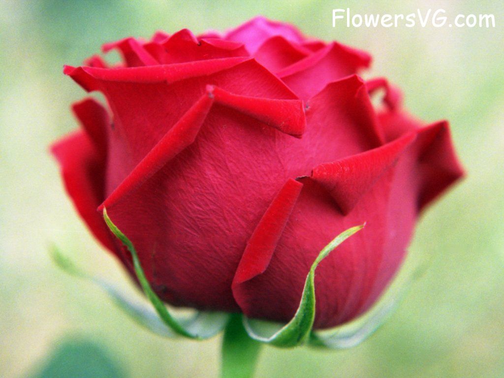 rose_red_flower_bloom photo