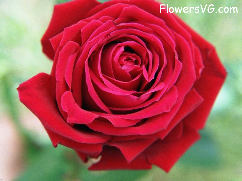 rose_red_flower_bloom_close_up photo