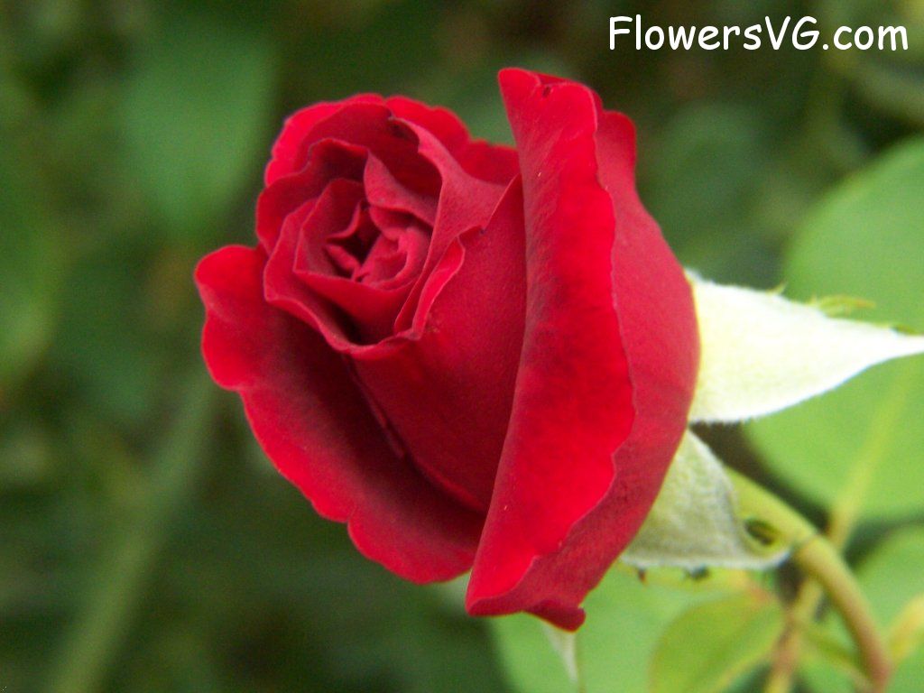 rose_red_flower_close_up_beautiful photo