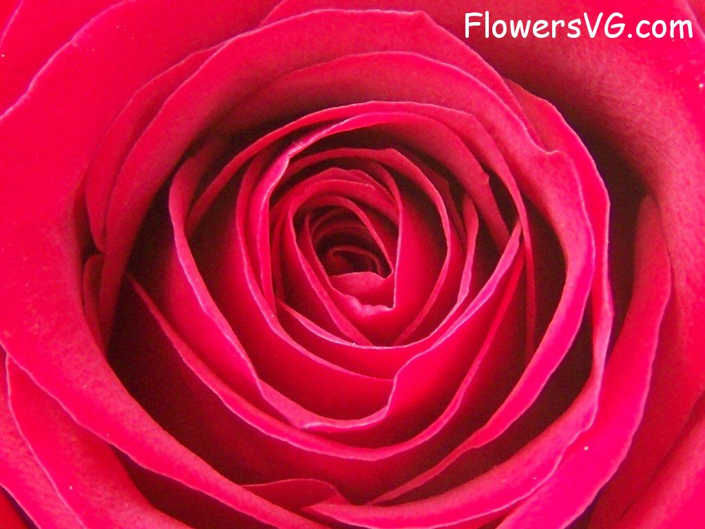 rose_red_flower_closeup photo