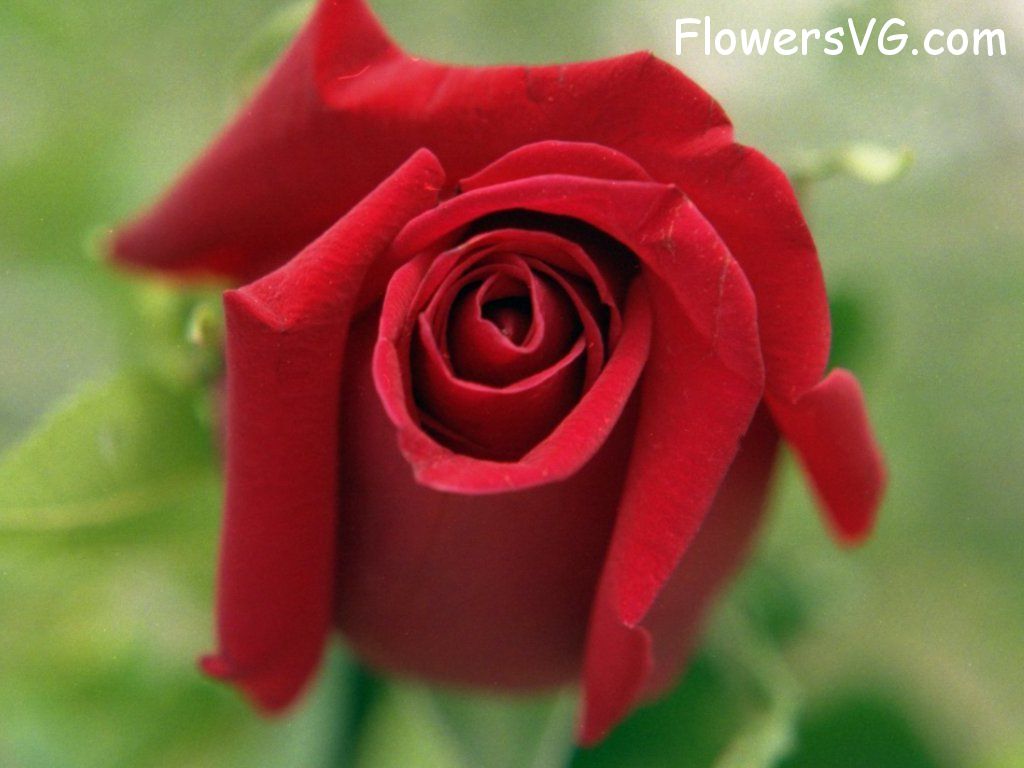 rose_red_flower_closeup_beautiful photo