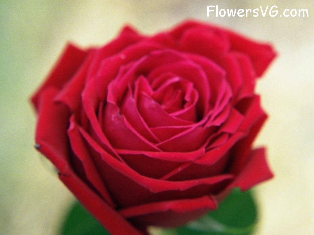 rose_red_flower_closeup_big photo