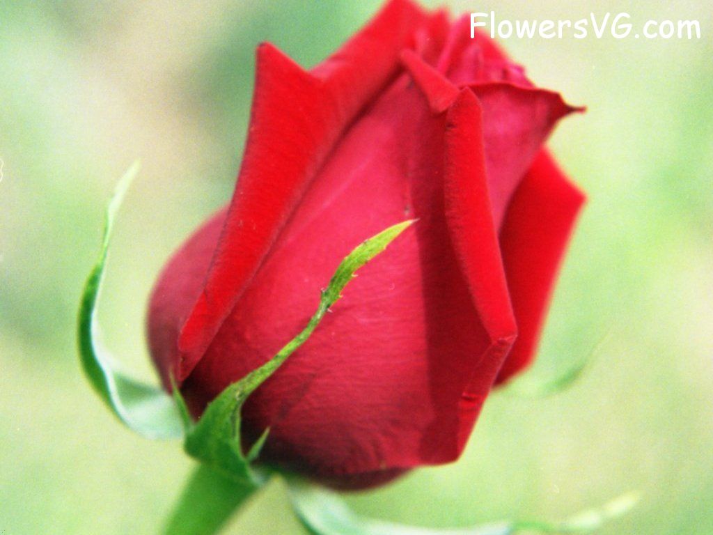 rose_red_flower_cut photo
