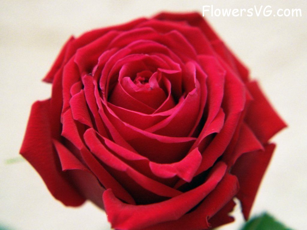 rose_red_flower_cut_bloom photo