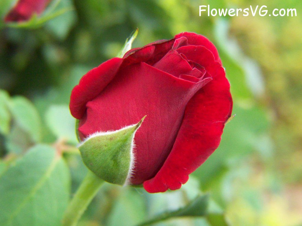 rose_red_flower_garden_unbloomed photo