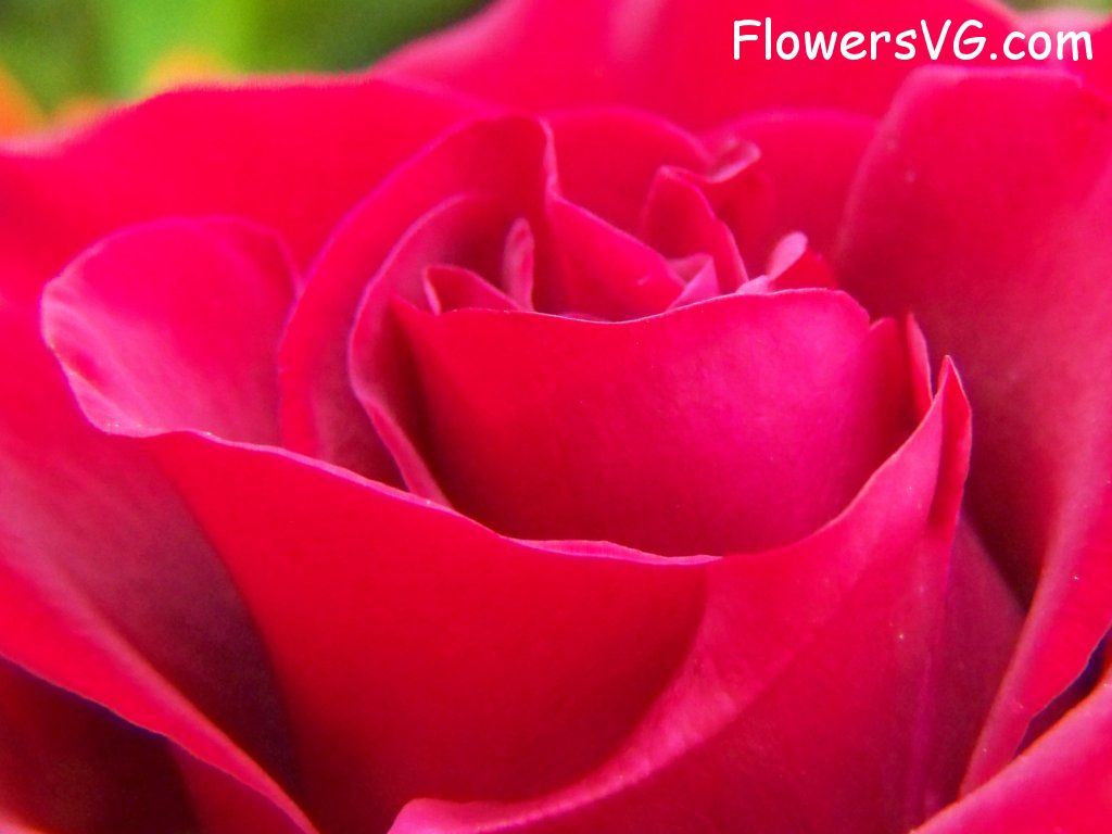 rose_red_garden_bloomed_big photo
