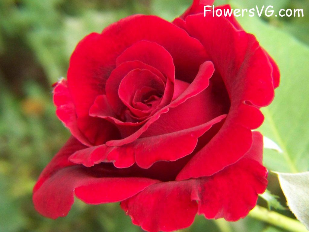 rose_red_garden_flower photo