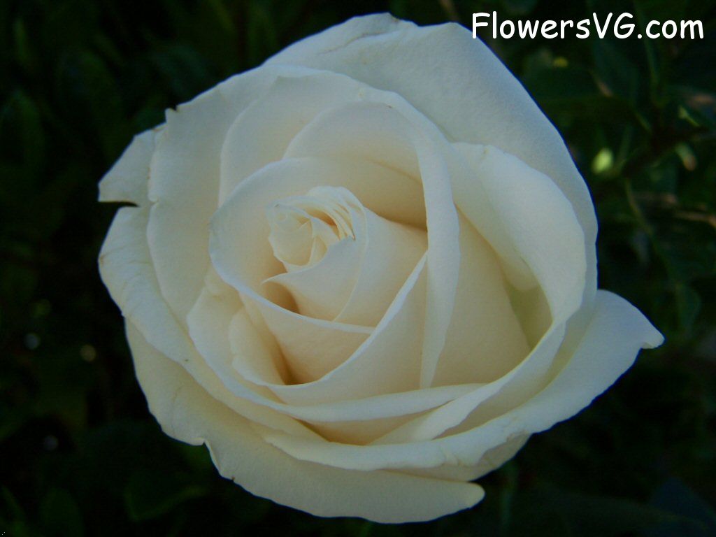 rose_white_beautiful_big_flower photo