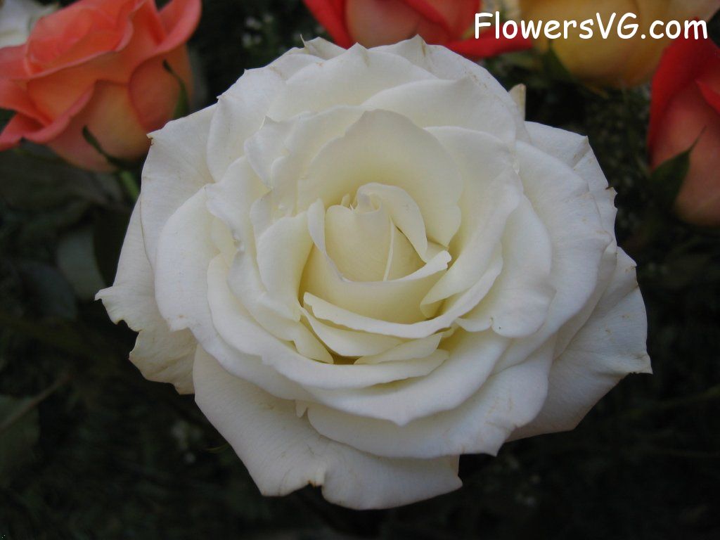 rose_white_beautiful_bouquet photo