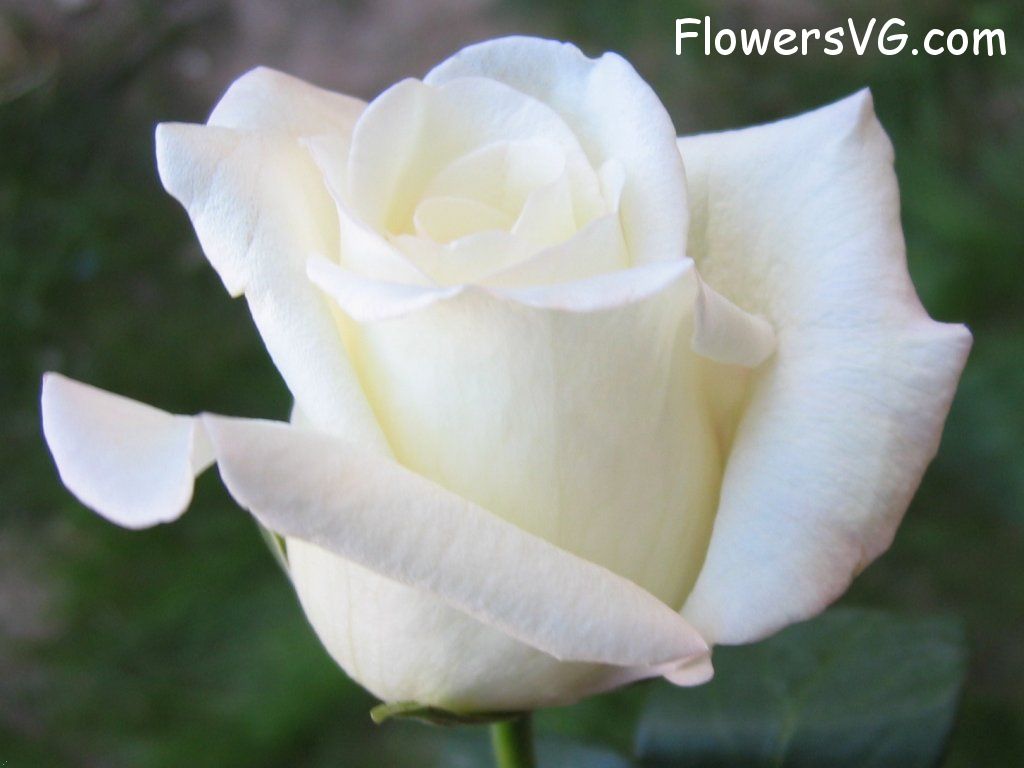 rose_white_beautiful_flower photo