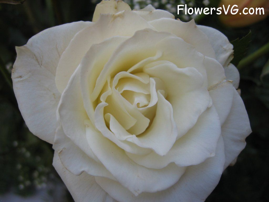 rose_white_beautiful_garden_bloomed photo