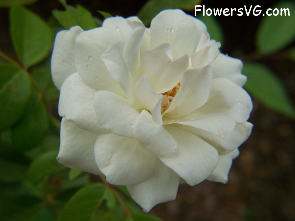 rose_white_beautiful_garden_flower photo