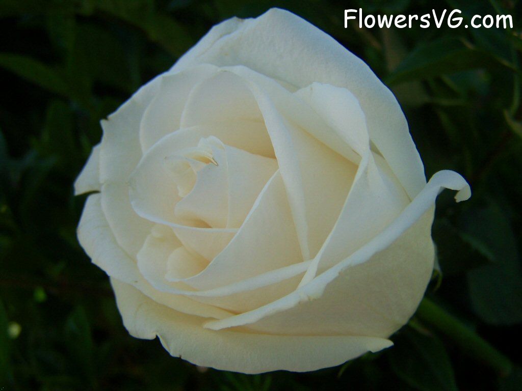 rose_white_beautiful_large_flower photo