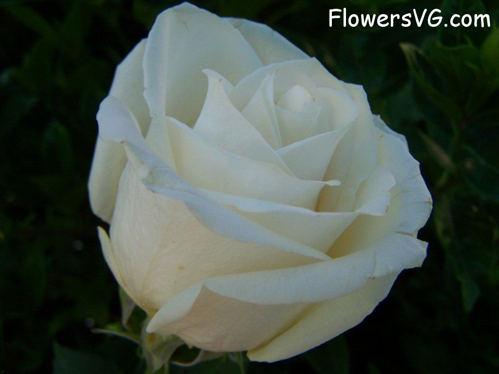 rose_white_beautiful_single_flower photo
