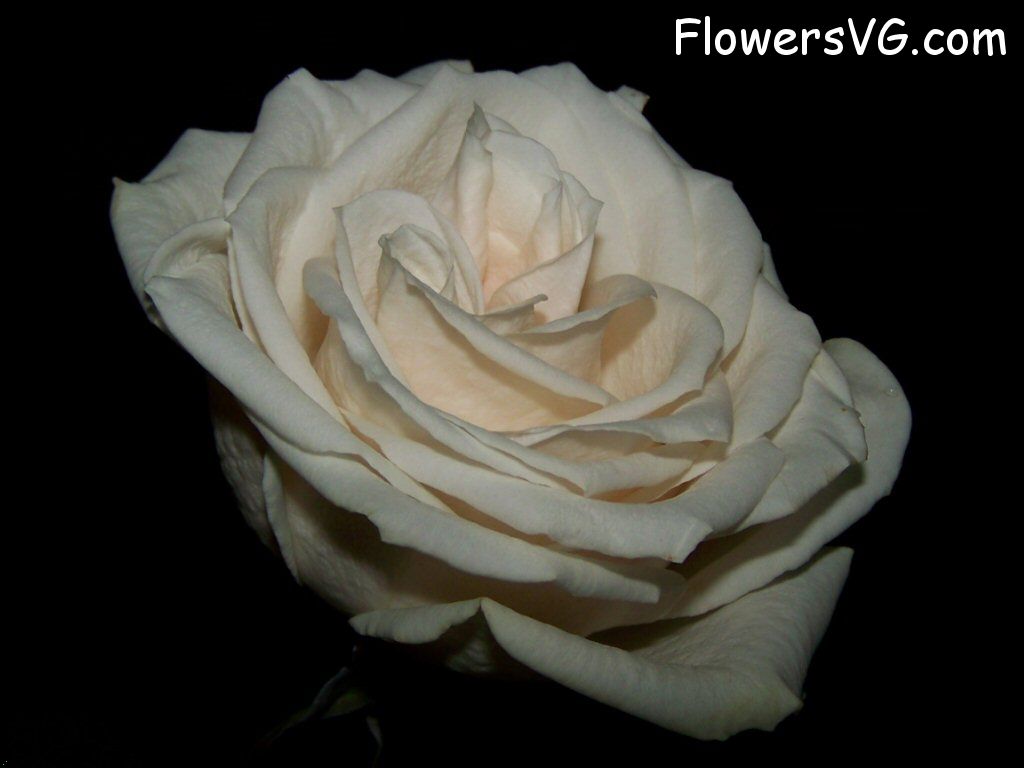 rose_white_flower_black_background photo