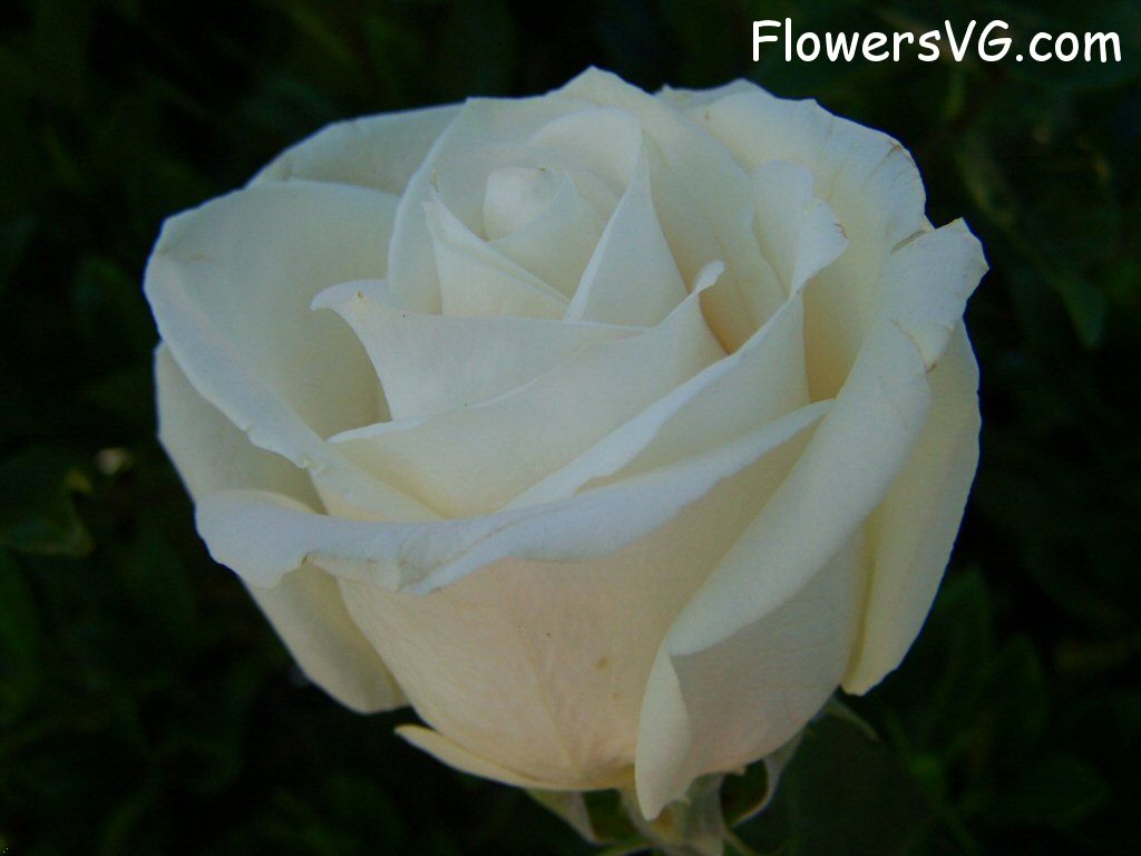 rose_white_garden_beautiful_flower photo