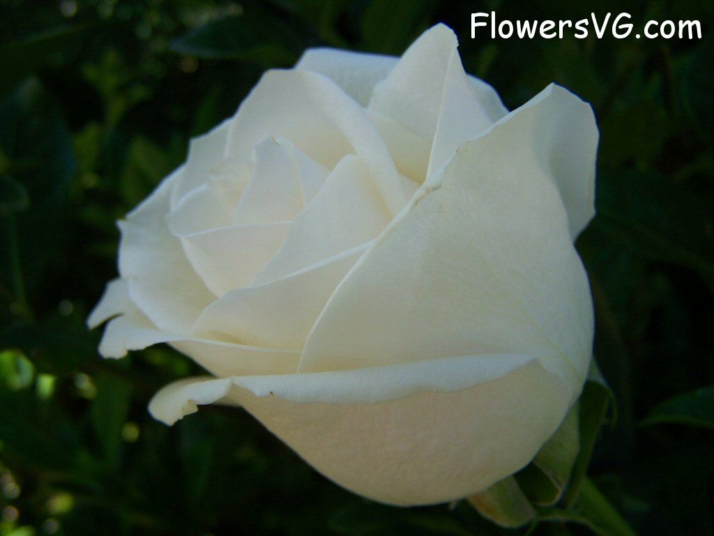 rose_white_garden_big_beautiful_flower photo