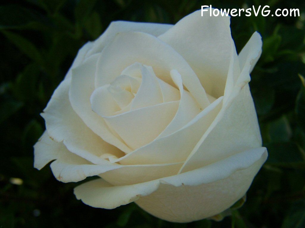 rose_white_garden_big_flower photo