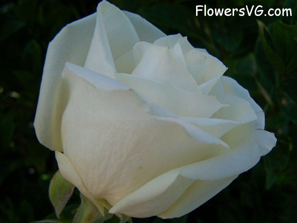rose_white_garden_flower photo