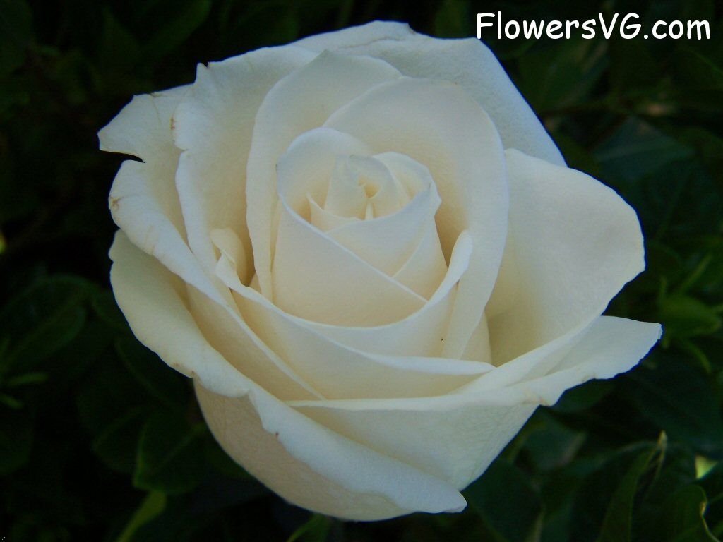 rose_white_garden_large_beautiful_flower photo