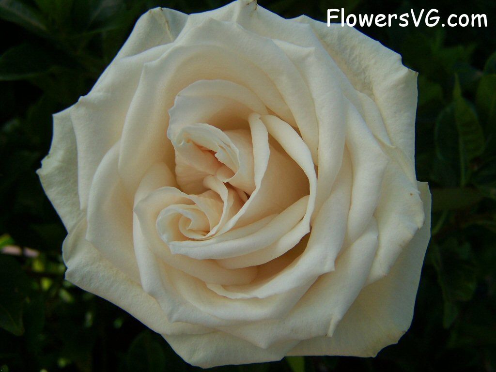 rose_white_garden_large_flower photo