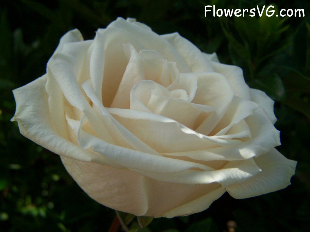 rose_white_single_bloom_flower photo