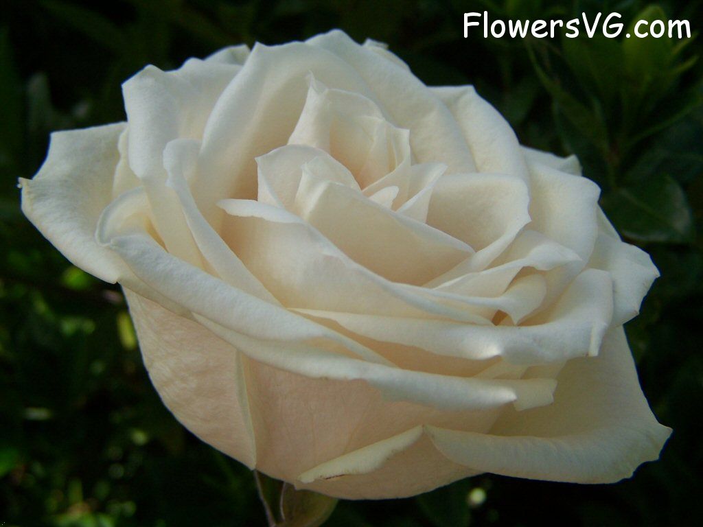 rose_white_single_bloomed_flower photo