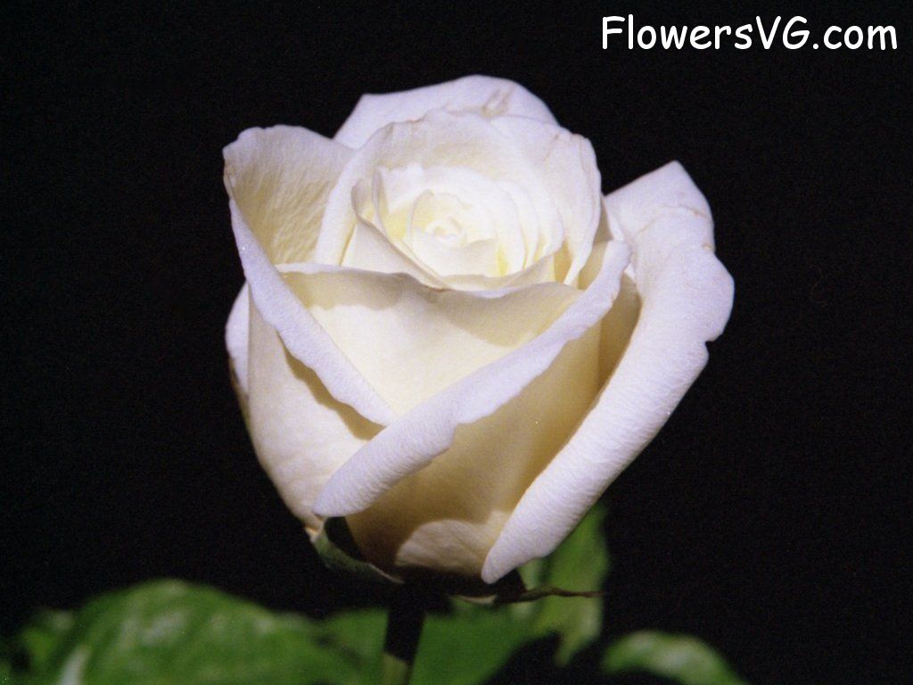 rose_white_single_flower photo