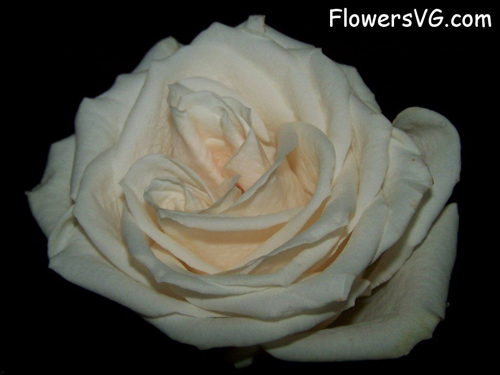 rose_white_single_flower_black_background photo