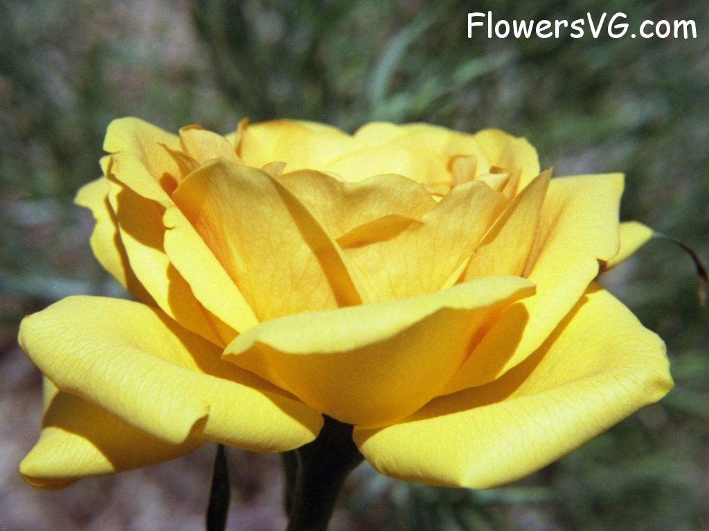 rose_yellow_bloomed photo