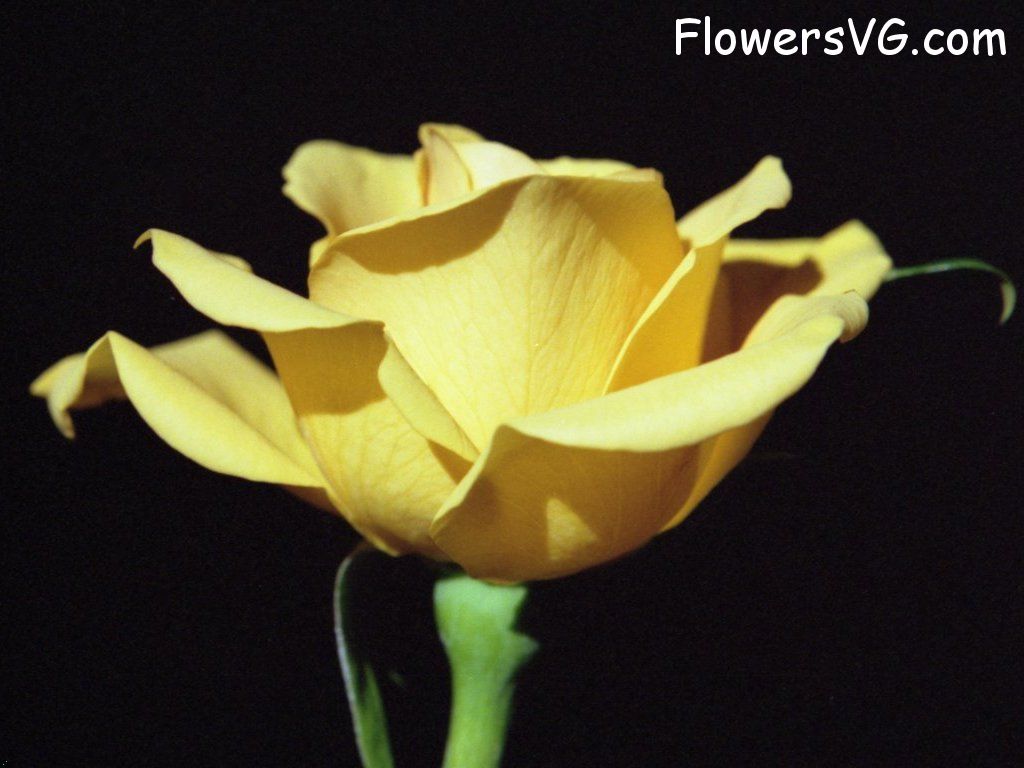rose_yellow_cut_bloom photo