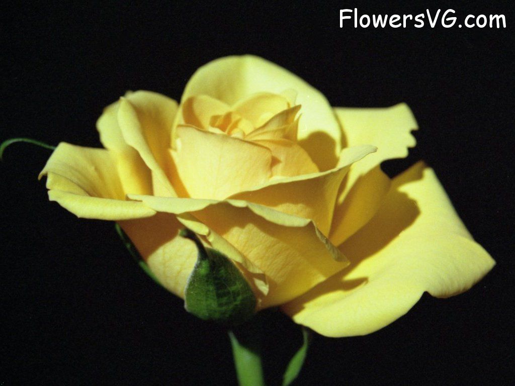 rose_yellow_cut_single_bloomed photo