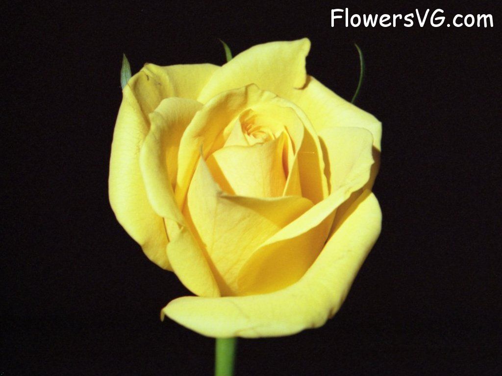 rose_yellow_cut_single_flower photo